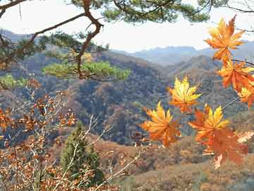 健康饮食党建,健康与党建